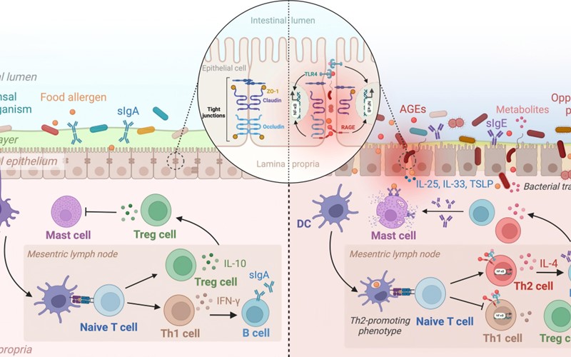 Nature Communications《自然·通讯》| 色情网址大全
傅玲琳教授团队取得重要突破：食物过敏的膳食危险因素新机制